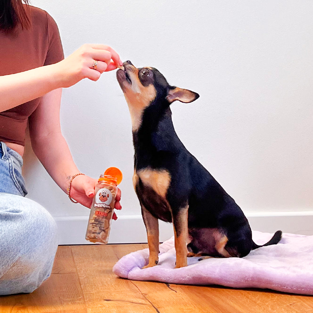 DoggiGum – Superfood-Belohnung für deinen besten Freund